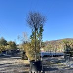  Sakura okrasná (Prunus serrulata) ´OKAME´ - výška 400+ cm, obvod kmeňa: 25/30 cm, kont. C250/300L