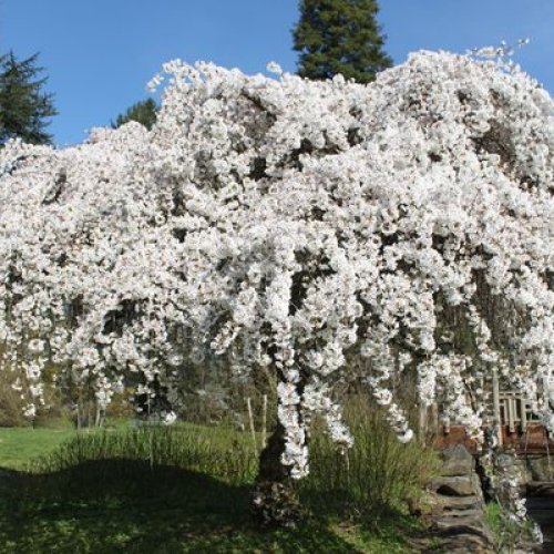 Čerešňa okrasná (Prunus serrulata) ´SNOW FOUNTAIN´ výška: 200-250 cm, obvod kmeňa: 8/10 cm, kont. C15L 