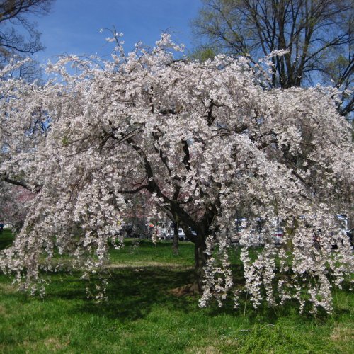 Čerešňa okrasná (Prunus serrulata) ´SNOW FOUNTAIN´ výška: 120-150 cm, obvod kmeňa 8/10 cm, kont. C15L