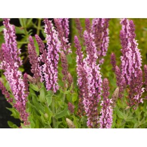 Šalvia hájna (salvia nemorosa) ´SENSATION DEEP ROSE IMPROVED´ kont. P9