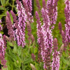 Šalvia hájna (salvia nemorosa) ´SENSATION DEEP ROSE IMPROVED´ kont. P9