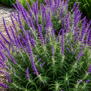 Šalvia (Salvia lycioides)– výška 10–15 cm, kont. P9/P11