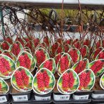 Schizandra Čínska (Schisandra Chinensis) liana - 30-40 cm; kont. P9