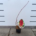 Schizandra Čínska (Schisandra Chinensis) liana - 30-40 cm; kont. P9