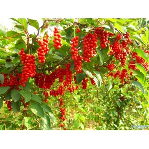 Schizandra Čínska ´Schisandra Chinensis´ (liana) 50-80 cm; kont. C2L