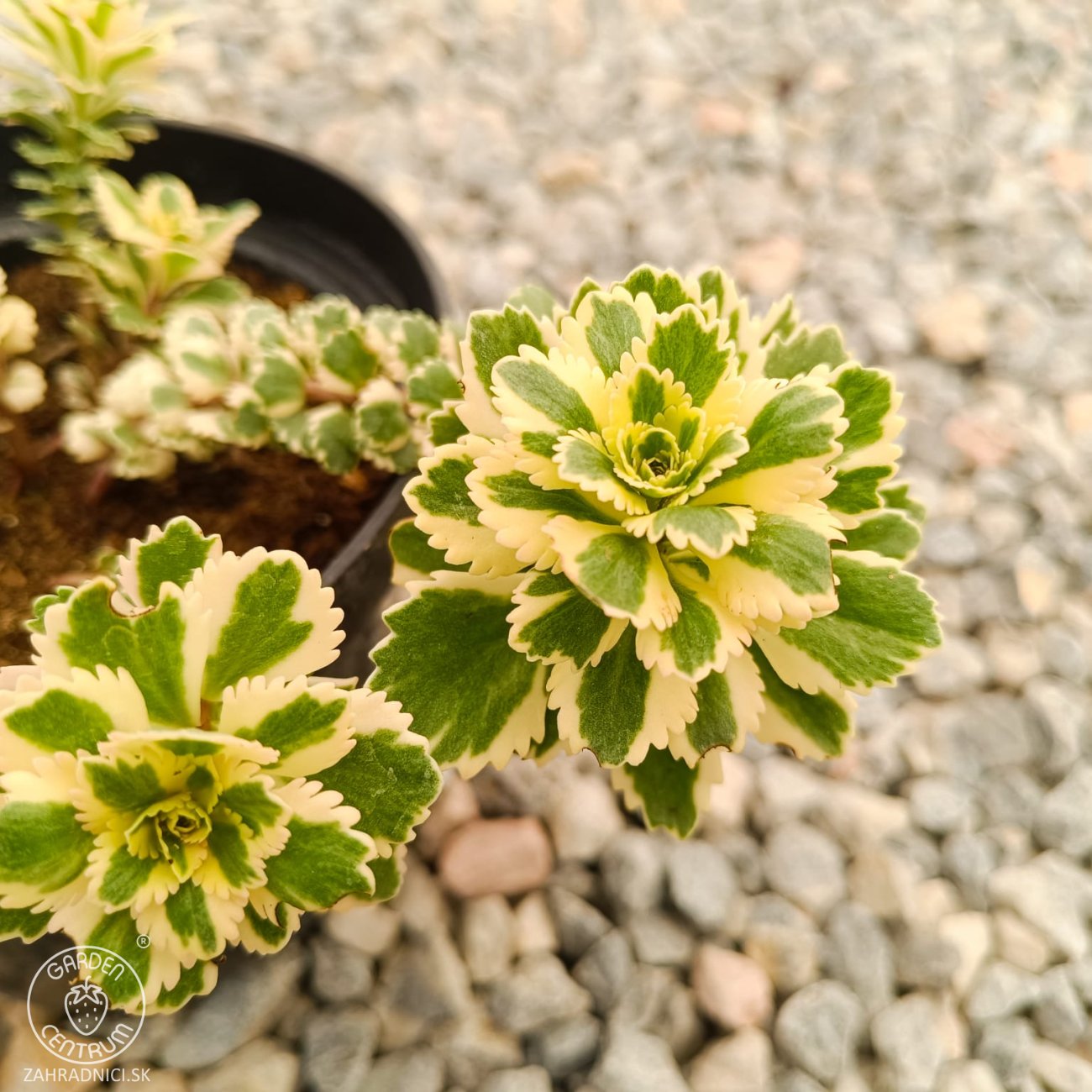 Obrázok Rozchodník kórejský (Sedum takesimense) ´ATLANTIS´® - kont. C1,5L