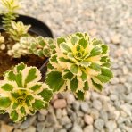 Rozchodník kórejský (Sedum takesimense) ´ATLANTIS´® - kont. C1,5L