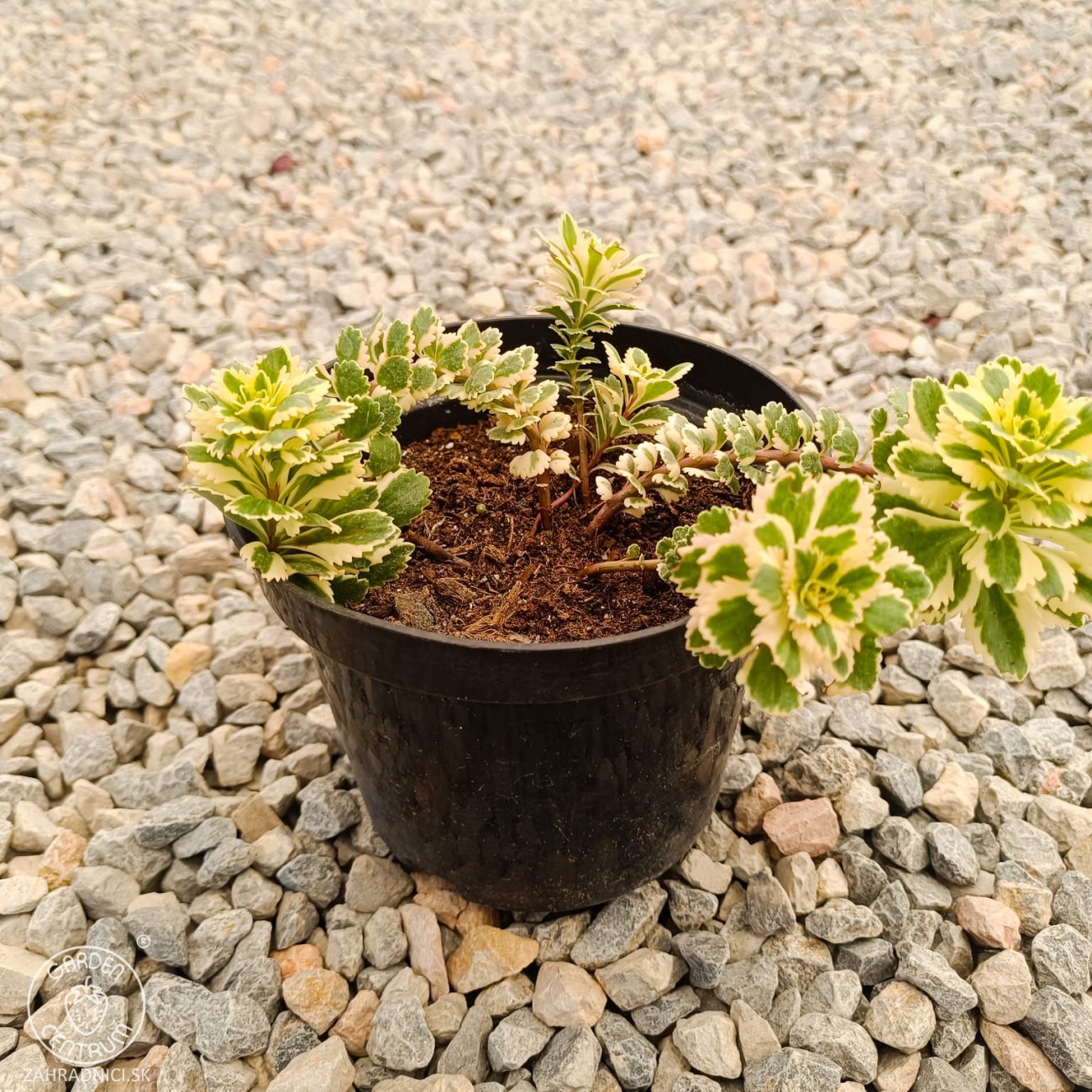 Obrázok Rozchodník kórejský (Sedum takesimense) ´ATLANTIS´® - kont. C1,5L