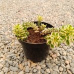 Rozchodník kórejský (Sedum takesimense) ´ATLANTIS´® - kont. C1,5L