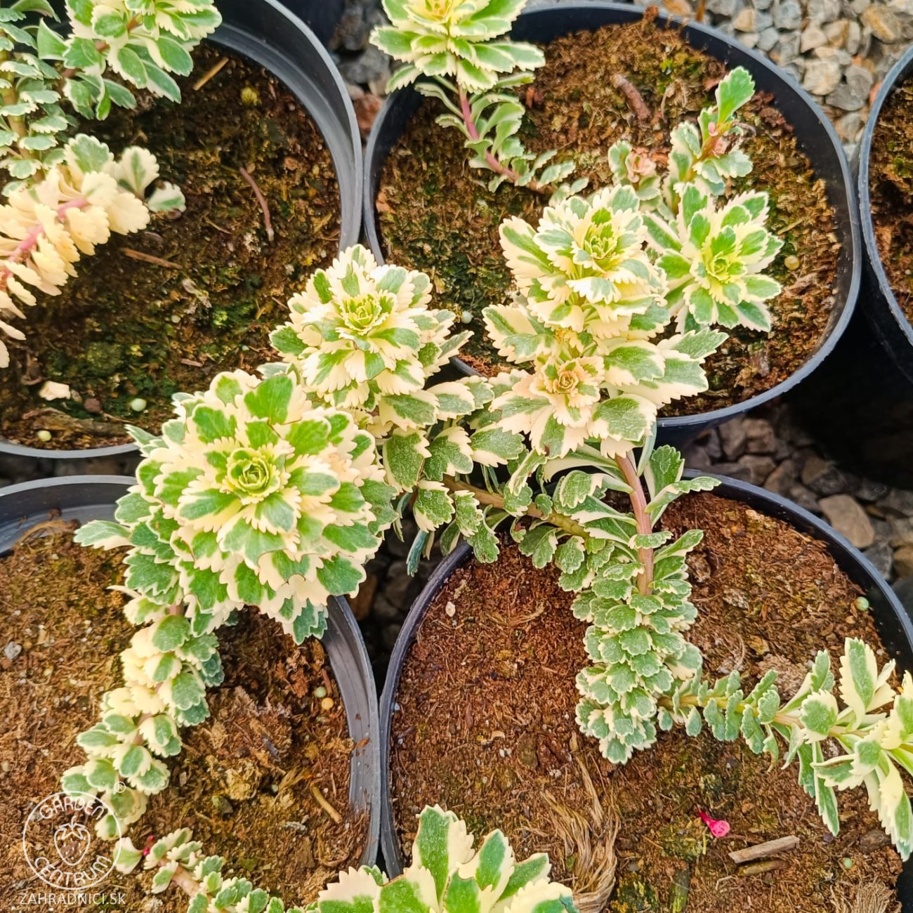 Obrázok Rozchodník kórejský (Sedum takesimense) ´ATLANTIS´® - kont. C1,5L