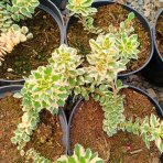 Rozchodník kórejský (Sedum takesimense) ´ATLANTIS´® - kont. C1,5L