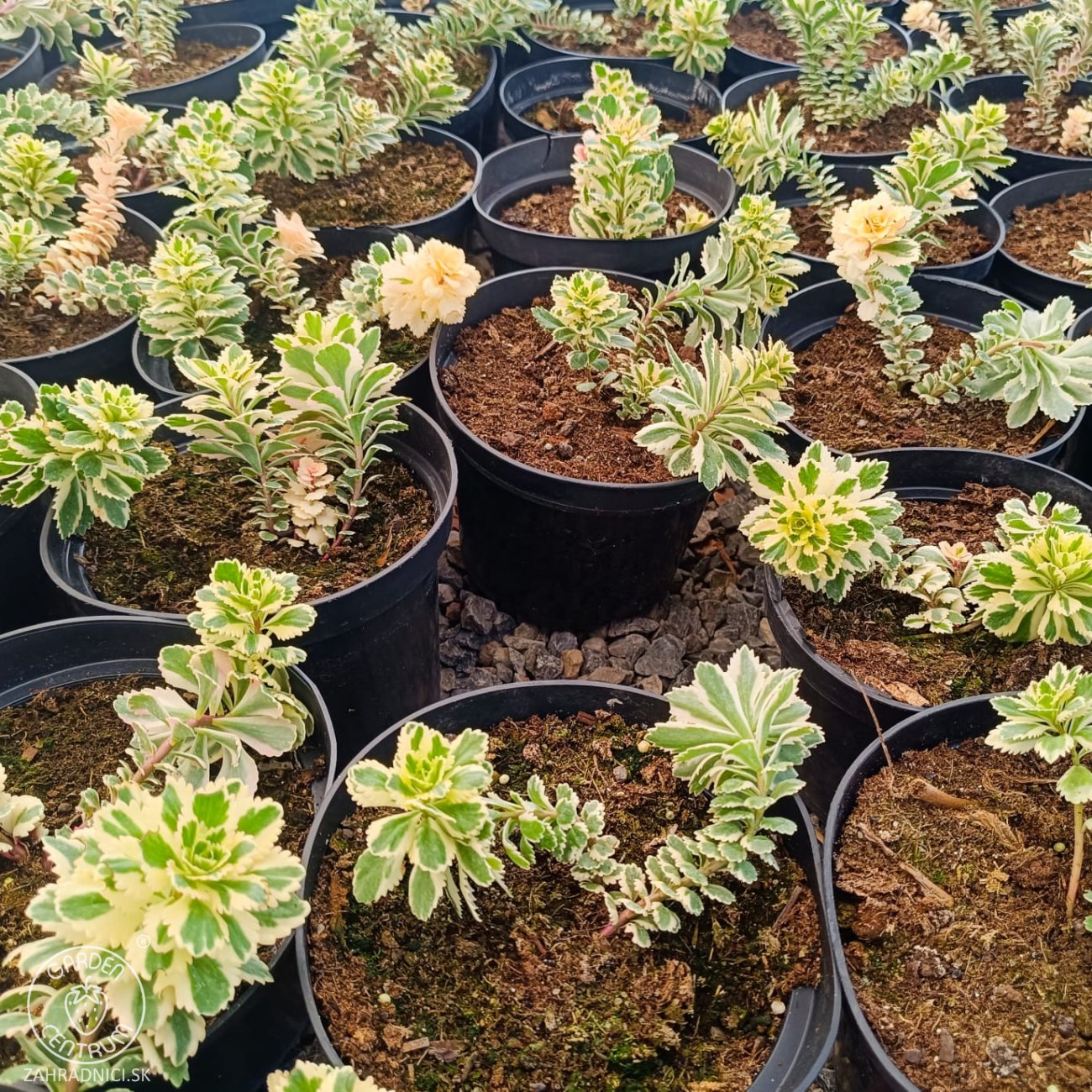 Obrázok Rozchodník kórejský (Sedum takesimense) ´ATLANTIS´® - kont. C1,5L