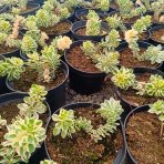 Rozchodník kórejský (Sedum takesimense) ´ATLANTIS´® - kont. C1,5L