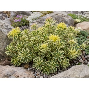 Rozchodník kórejský (Sedum takesimense) ´ATLANTIS´® - kont. C1,5L