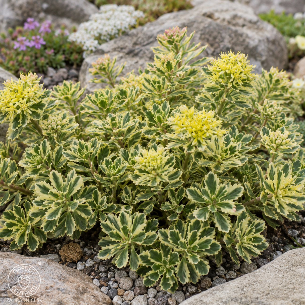 Obrázok Rozchodník kórejský (Sedum takesimense) ´ATLANTIS´® - kont. C1,5L