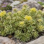 Rozchodník kórejský (Sedum takesimense) ´ATLANTIS´® - kont. C1,5L