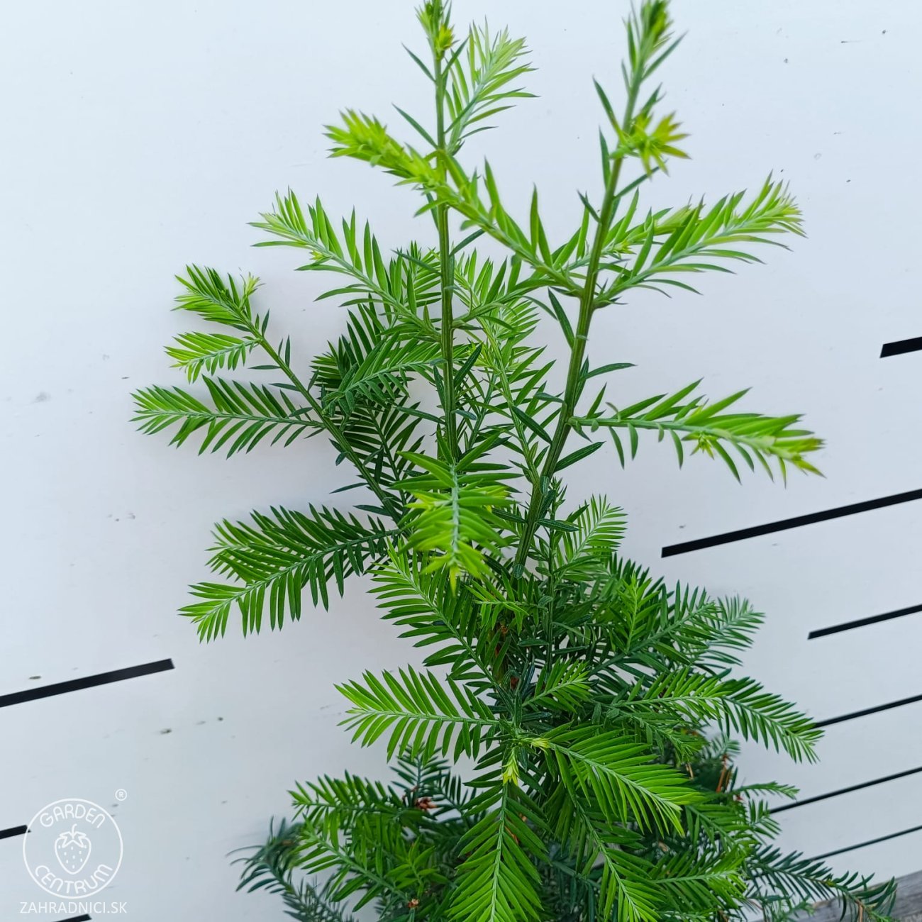 Obrázok Sekvoja vždyzelená (Sequoia sempervirens) - výška 40-50 cm, kont. C2,5L