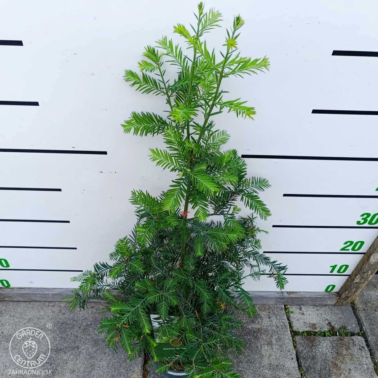 Obrázok Sekvoja vždyzelená (Sequoia sempervirens) - výška 40-50 cm, kont. C2,5L