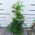 Sekvoja vždyzelená (Sequoia sempervirens) - výška 40-50 cm, kont. C2,5L