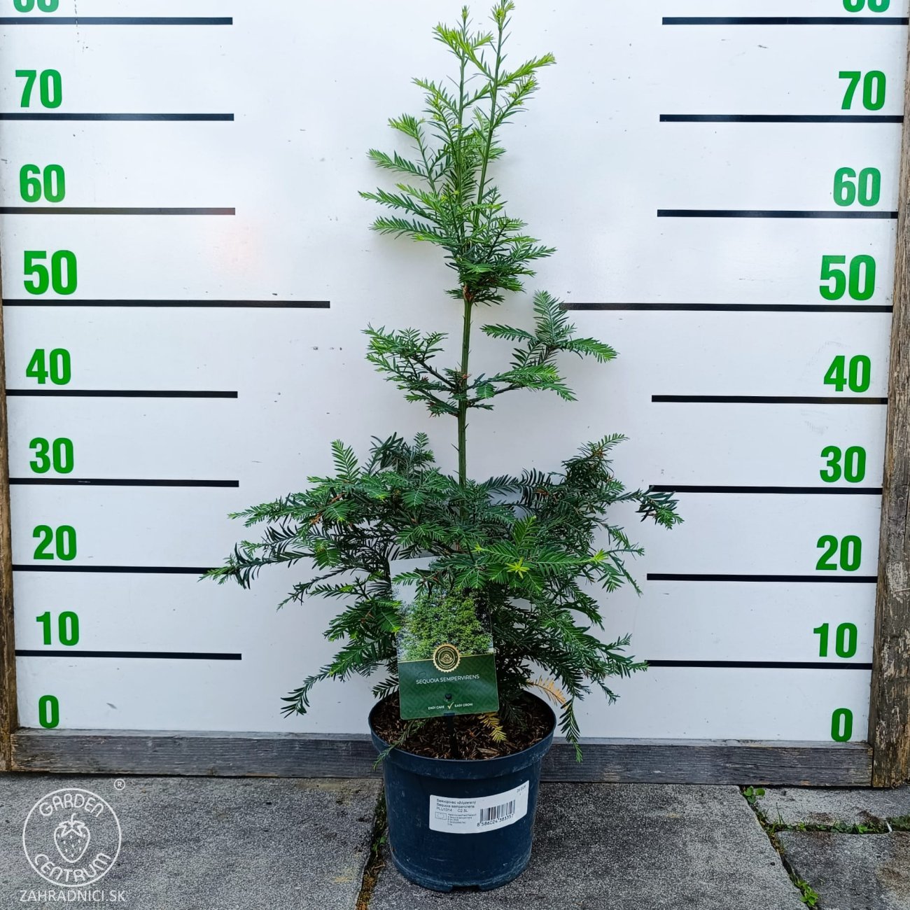 Obrázok Sekvoja vždyzelená (Sequoia sempervirens) - výška 40-50 cm, kont. C2,5L