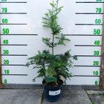 Sekvoja vždyzelená (Sequoia sempervirens) - výška 40-50 cm, kont. C2,5L