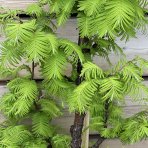 Metasekvoja čínska (Metasequoia glyptostroboides) ´AMBER GLOW®´ výška: 150-175 cm, kont. C15L