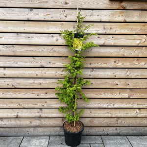 Metasekvoja čínska (Metasequoila glyptostroboides) ´AMBER GLOW®´ výška: 150-175 cm, kont. C15L
