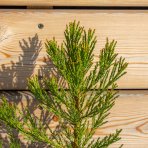 Sekvojovec mamutí (Sequoiadendron giganteum) - výška: 20-30 cm, kont. C3L