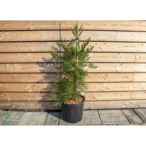 Sekvojovec mamutí (Sequoiadendron giganteum) ´HEALTHY MAMMOTH´ - výška 80-100 cm, kont. C25L