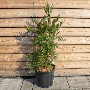 Sekvojovec mamutí (Sequoiadendron giganteum) ´HEALTY MAMMOTH´, výška : 80-100 cm, kont. C25L