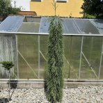 Sekvojovec mamutí (Sequoiadendron giganteum) ´PENDULUM´ - výška 150-180 cm, kont. C45L