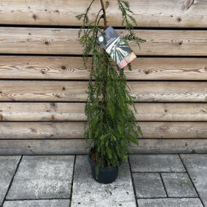 Sekvoja vždyzelená (Sequoia sempervirens) - výška: 80-100 cm, kont. C5L