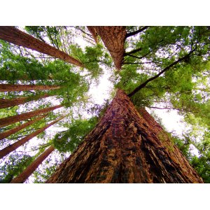Sekvoja vždyzelená (Sequoia sempervirens) - výška 100-120 cm, kont. C5L 