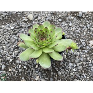 Skalná ruža (Sempervivum) kont. P9