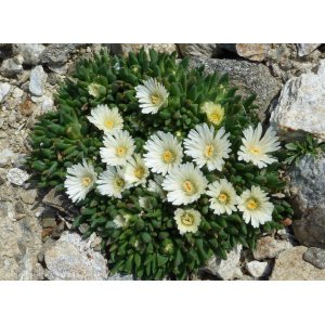 Poludňovka (Delosperma basuticum) ´WHITE NUGGET´ kont. C2L