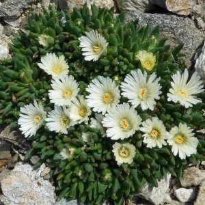Poludňovka (Delosperma basuticum) ´WHITE NUGGET´ kont. P9