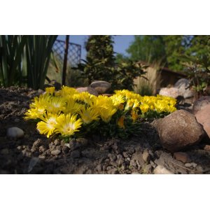 Poludňovka (Delosperma congestum) ´GOLDEN NUGGET´ kont. C1L