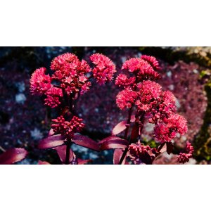 Rozchodník (Sedum) ´JOSE AUBERGINE´ kont. P9