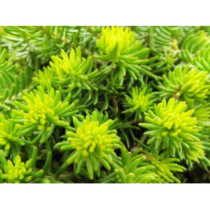 Rozchodník (Sedum makinoi) ´LIME´ kont. C1.5L
