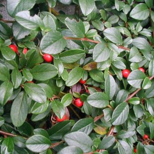 Skalník Dammerov (Cotoneaster dammeri) ´CORAL BEAUTY´ – výška 110-130 cm, kont. C5L (-24°C) - na kmienku