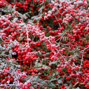 Skalník Dammerov (Cotoneaster dammeri) ´GREEN CARPET´ ⌀ 20-40 cm, kont. C2L