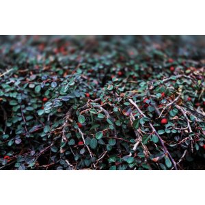 Skalník drobnolistý (Cotoneaster procumbens) ´QUEEN OF CARPET´ ⌀ 30-40 cm, kont. C3L