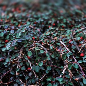 Skalník drobnolistý (Cotoneaster procumbens) ´QUEEN OF CARPET´ ⌀ 30-50 cm, kont. C2L