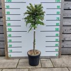 Skalník rozprestretý (Cotoneaster hrizontalis) - výška 60-80 cm, kont. C7L (-24°C) - NA KMIENKU