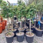 Skalník rozprestretý (Cotoneaster hrizontalis) - výška 60-80 cm, kont. C7L (-24°C) - NA KMIENKU