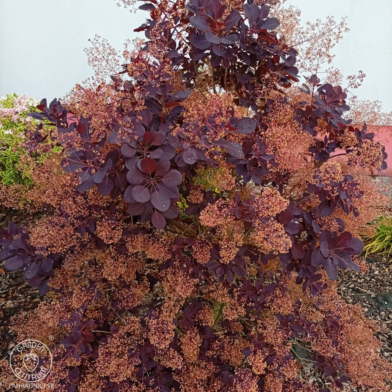 Obrázok Škumpa vlasatá (Cotinus coggygria) ´ROYAL PURPLE´- výška 40-60 cm, kont. C3L