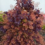 Škumpa vlasatá (Cotinus coggygria) ´ROYAL PURPLE´- výška 40-60 cm, kont. C3L