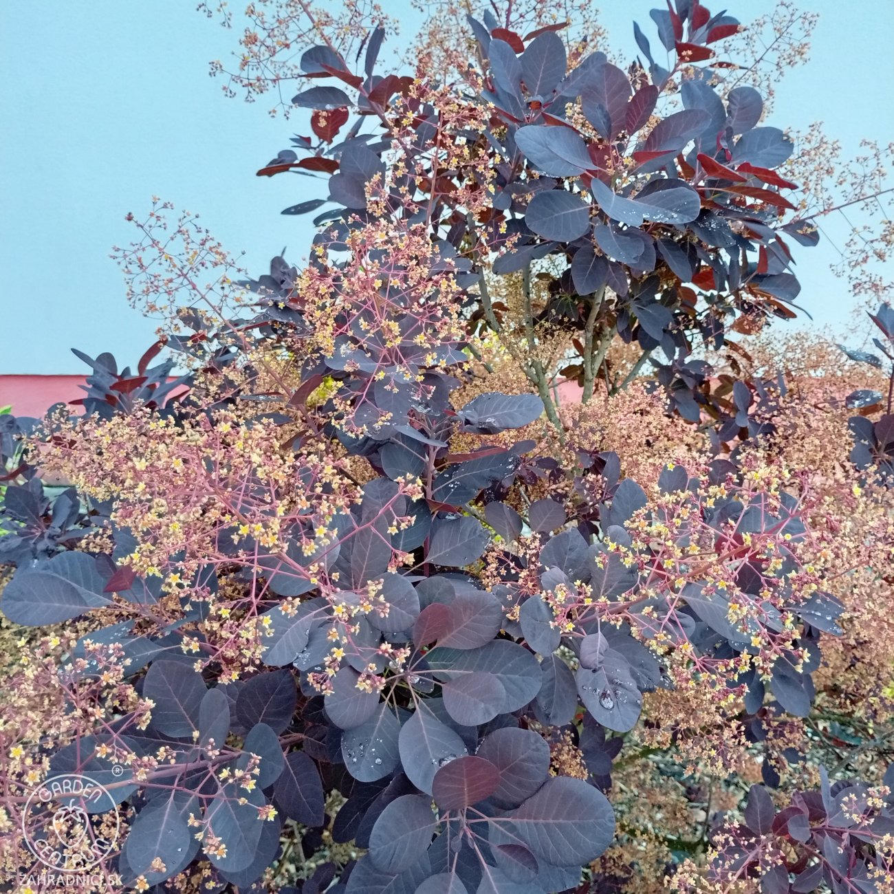Obrázok Škumpa vlasatá (Cotinus coggygria) ´ROYAL PURPLE´- výška 40-60 cm, kont. C3L