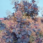 Škumpa vlasatá (Cotinus coggygria) ´ROYAL PURPLE´- výška 40-60 cm, kont. C3L