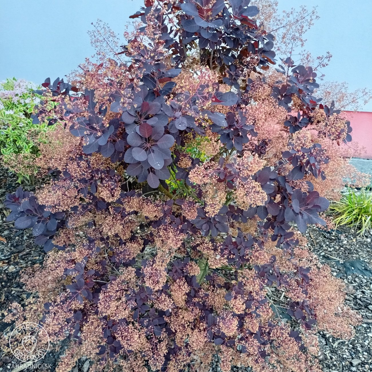Obrázok Škumpa vlasatá (Cotinus coggygria) ´ROYAL PURPLE´- výška 40-60 cm, kont. C3L